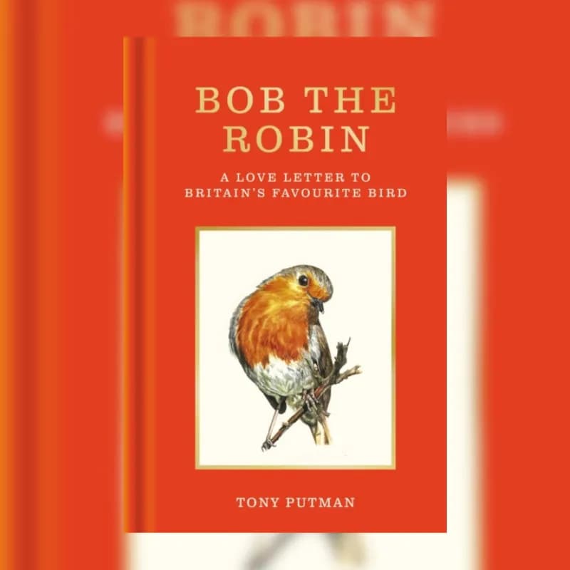 Bob the Robin